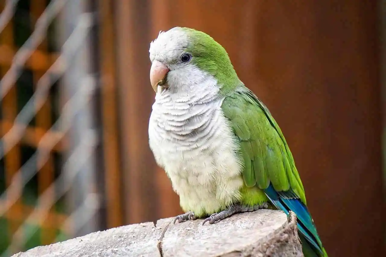 Quaker Parrot