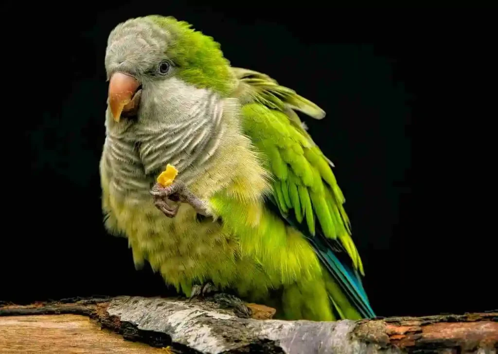 Quaker   Parrot