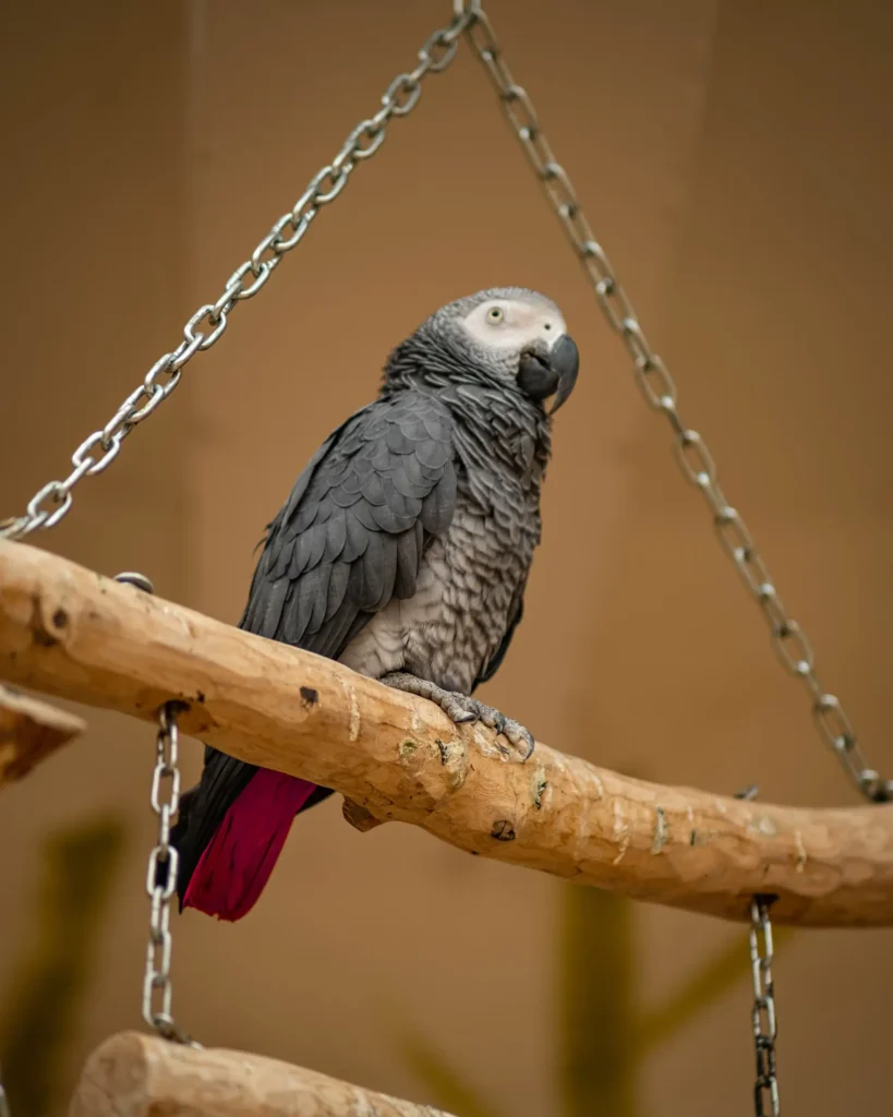 african grey parrot price