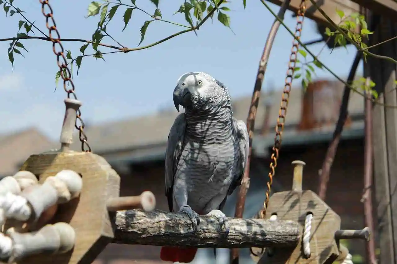 african grey parrot price