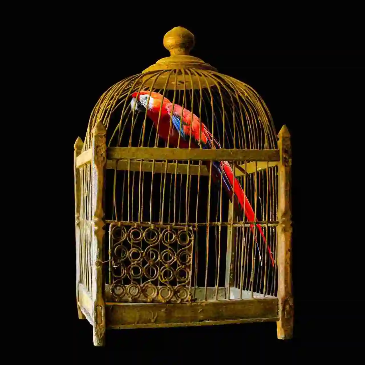 bird cage