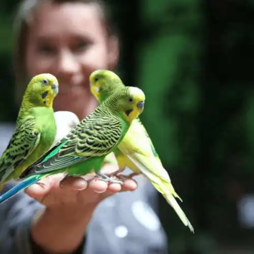 Best Pet Birds For Beginners
