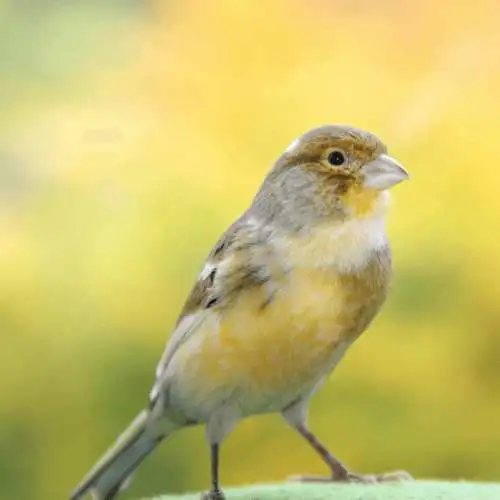 Best Pet Birds For Beginners