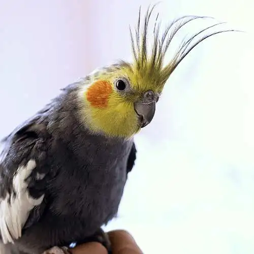Best Pet Birds For Beginners
