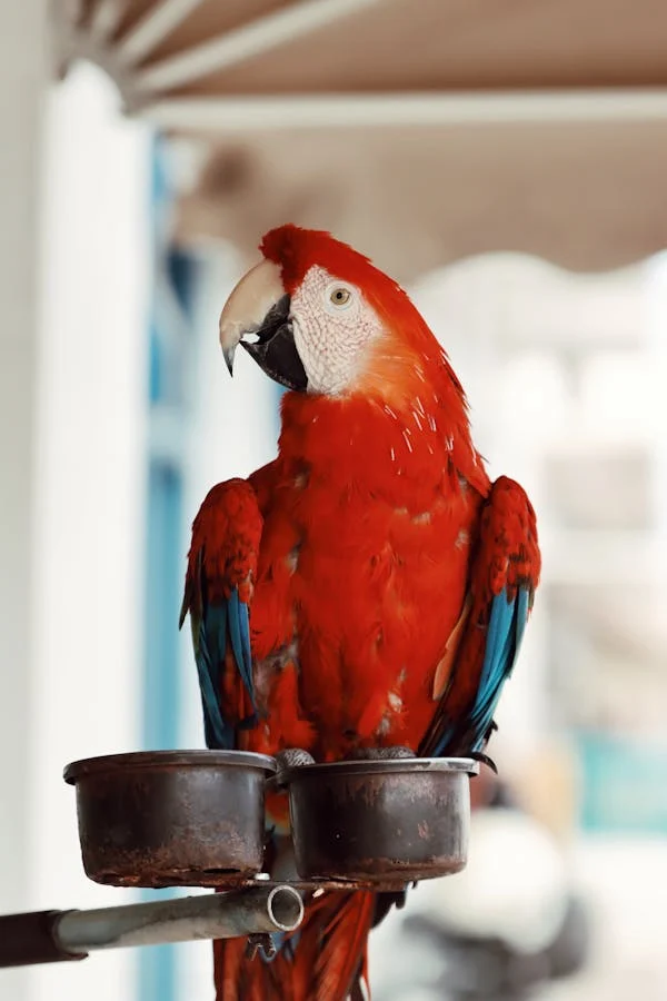 Pet birds enjoying a mix of seeds and pellets