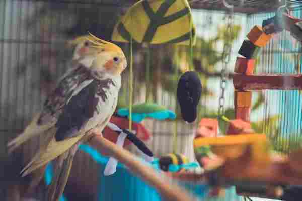 bird toys