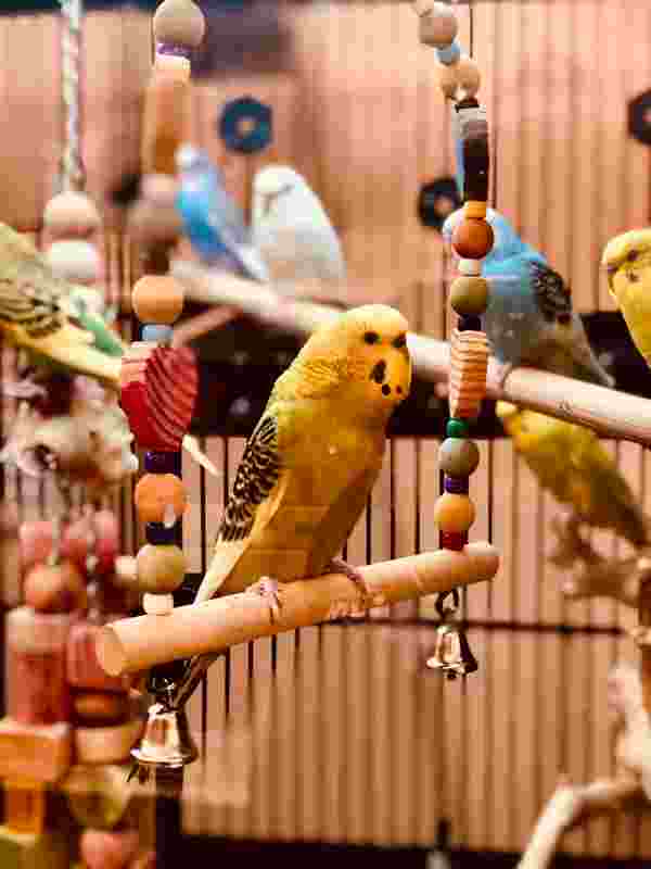 Best Bird Toys: Ultimate Tips for Happy Birds