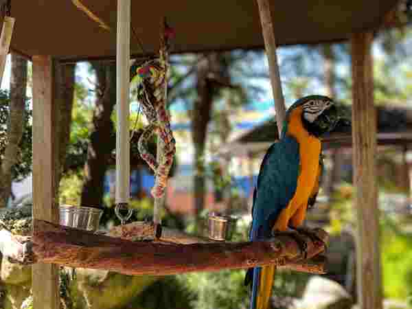 bird toys