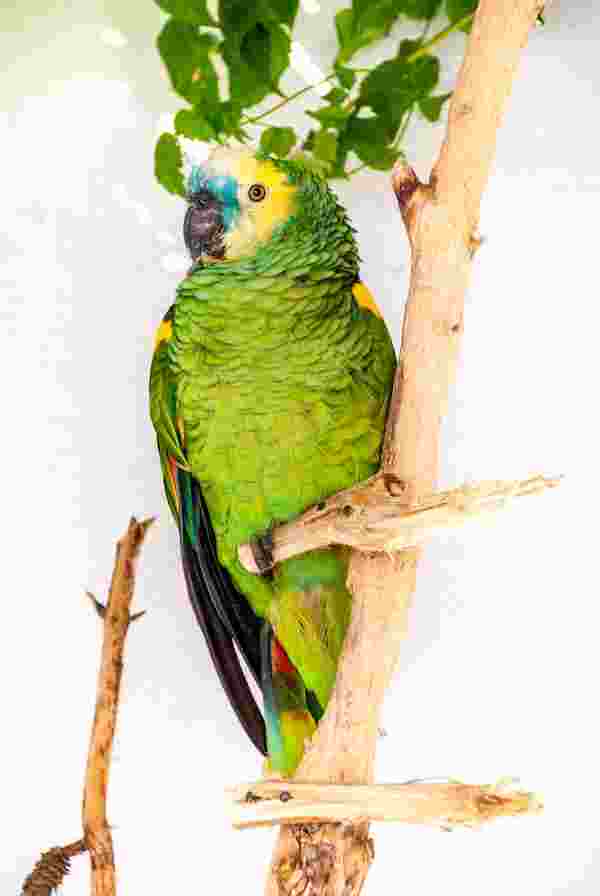bird toys