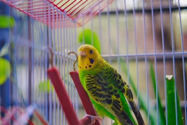 A budgie in a cage with toys, illustrating budgie bird care tips.