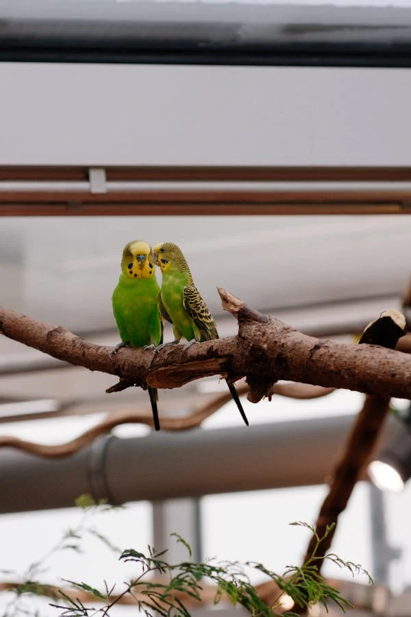 A budgie in a cage with toys, illustrating budgie bird care tips.