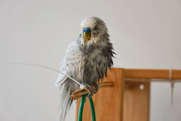 A veterinarian examining a budgie, symbolizing expert budgie bird care advice.
