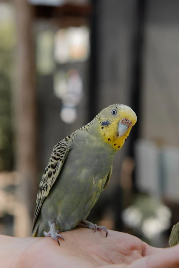A colorful budgie perched on a branch, highlighting budgie bird care.