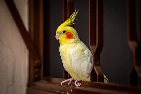 A spacious cockatiel cage with perches and toys