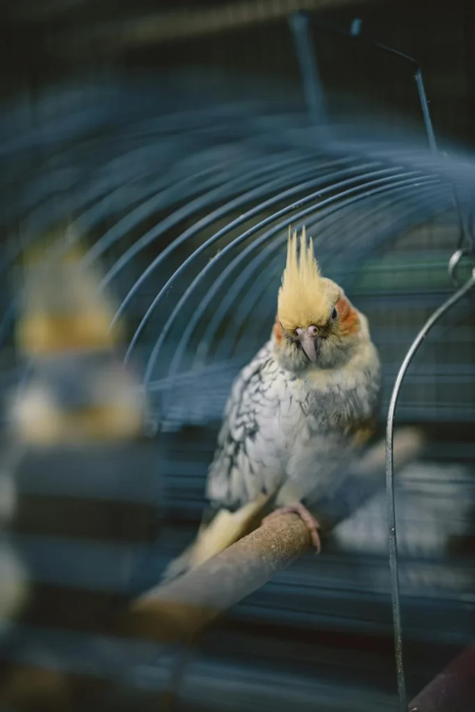 A large cockatiel cage with ample space for flying