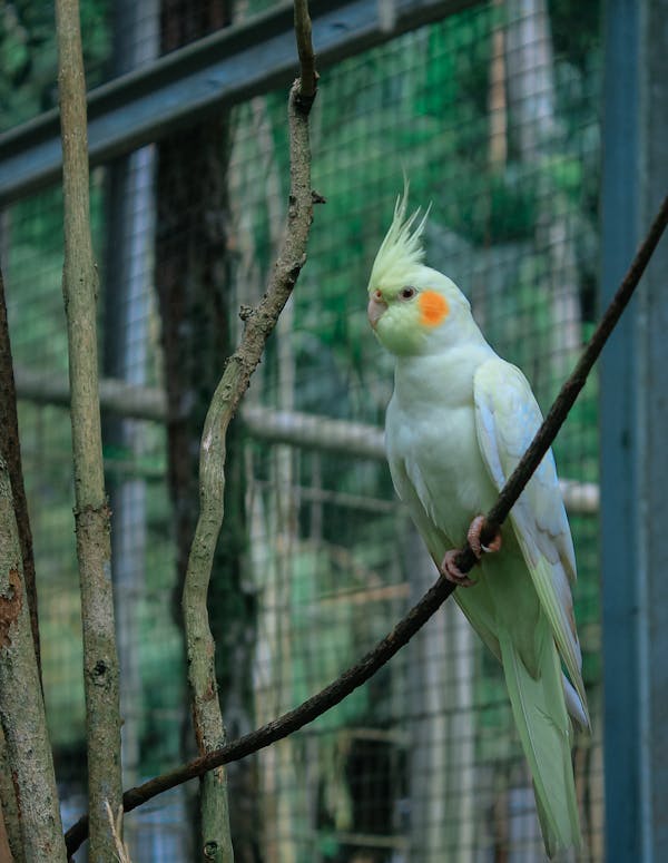 A well-set-up cockatiel cage with toys and food