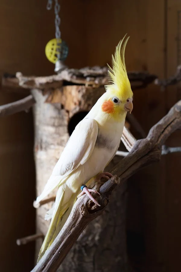 Cockatiel cage accessories like toys and perches