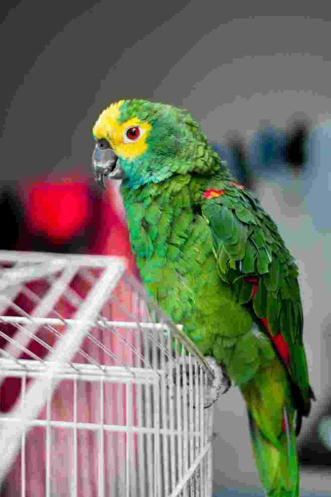 parrot cage