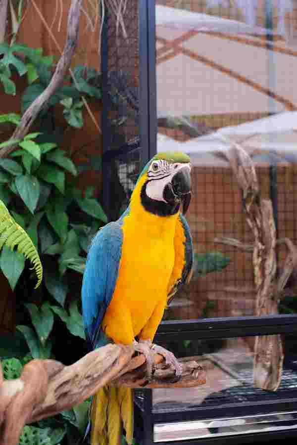 parrot cage