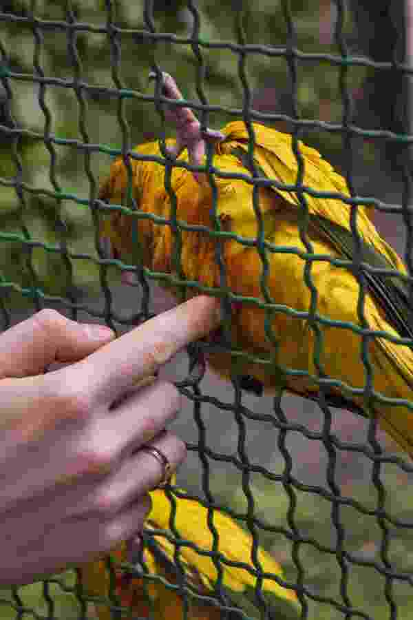 parrot cage