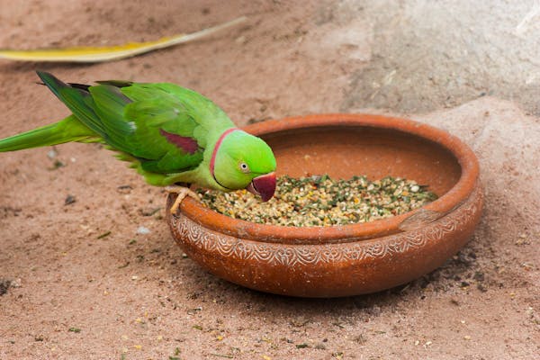 Pet birds enjoying a mix of seeds and pellets