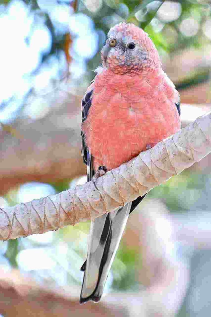 quiet pet birds