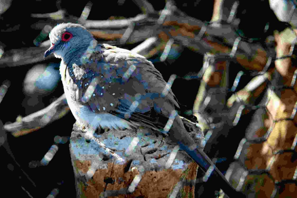 quiet pet birds