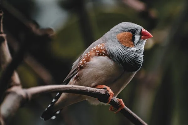 quiet pet birds