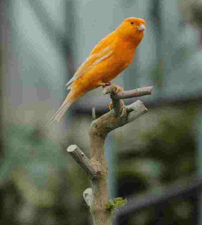 red canary bird