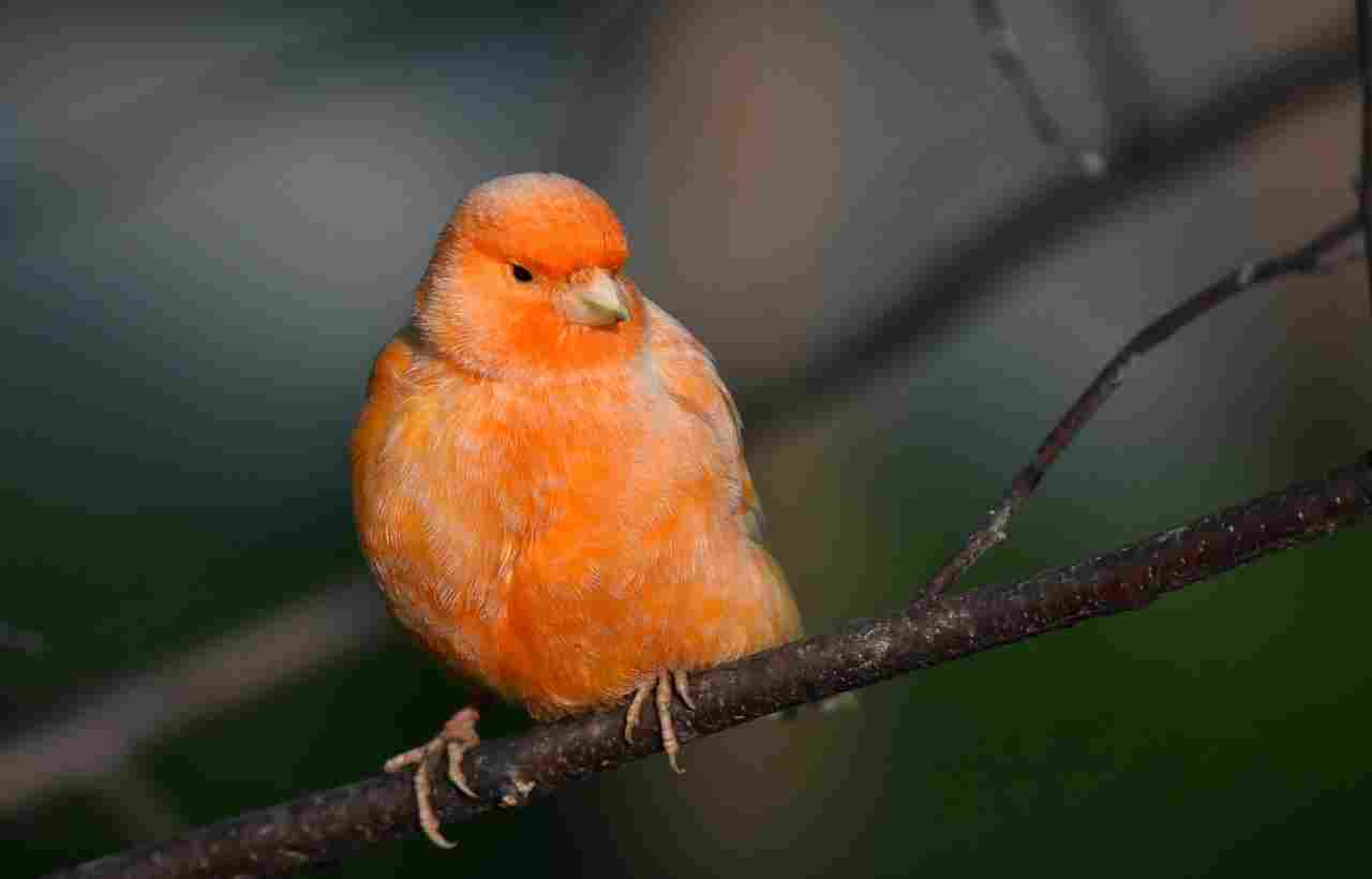 red canary bird