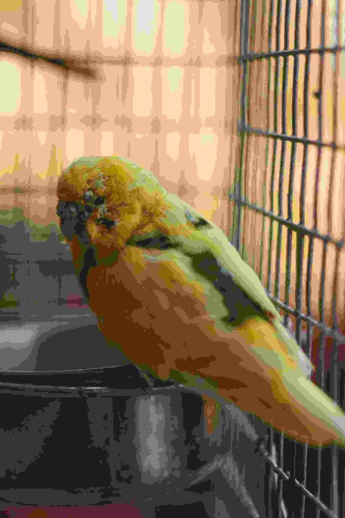 sick bird signs