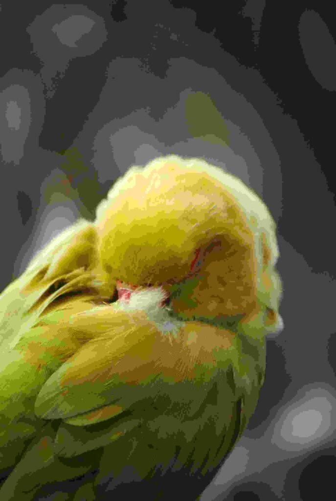 sick bird signs