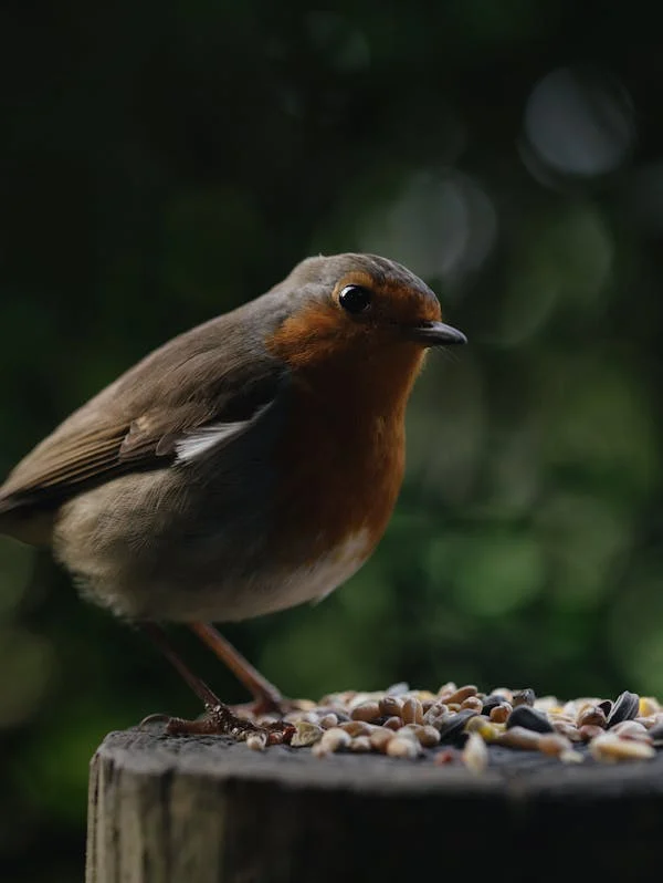 Wild birds feeding on bird seed food in nature