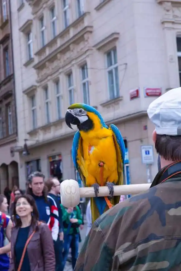 Bird Shows near me