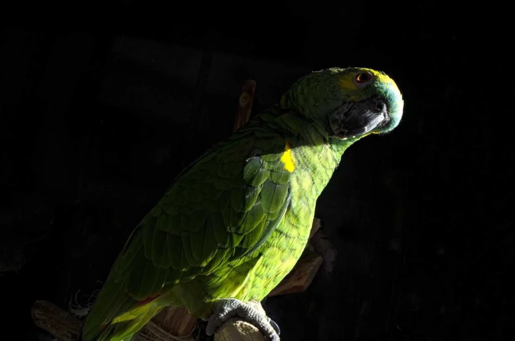 Blue Fronted Parrot