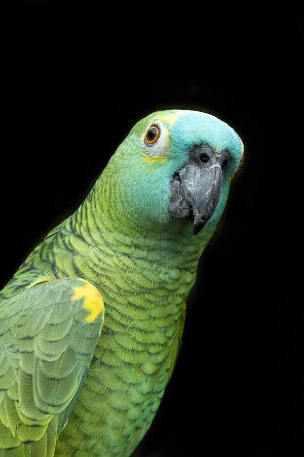 Blue Fronted Parrot
