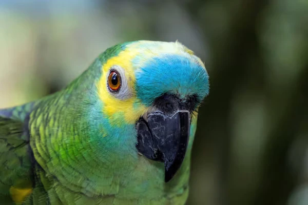 Blue Fronted Parrot