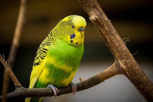 Budgie bird noises
