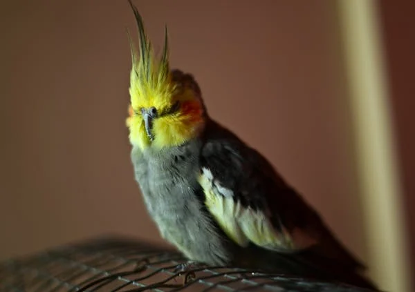 Cinnamon Cockatiel bird