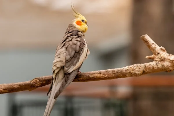 Cinnamon Cockatiel Bird: Best Ultimate Guide For Happy Pets