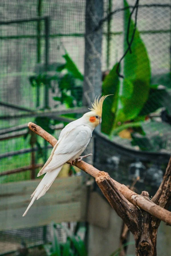 Cockatiel bird toys