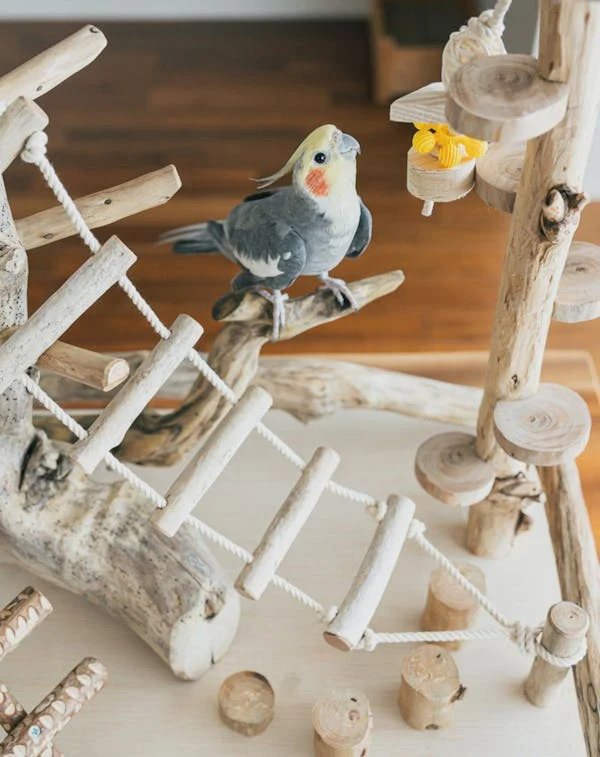 Cockatiel Bird Toys: Proven Best Choices For A Happy Bird