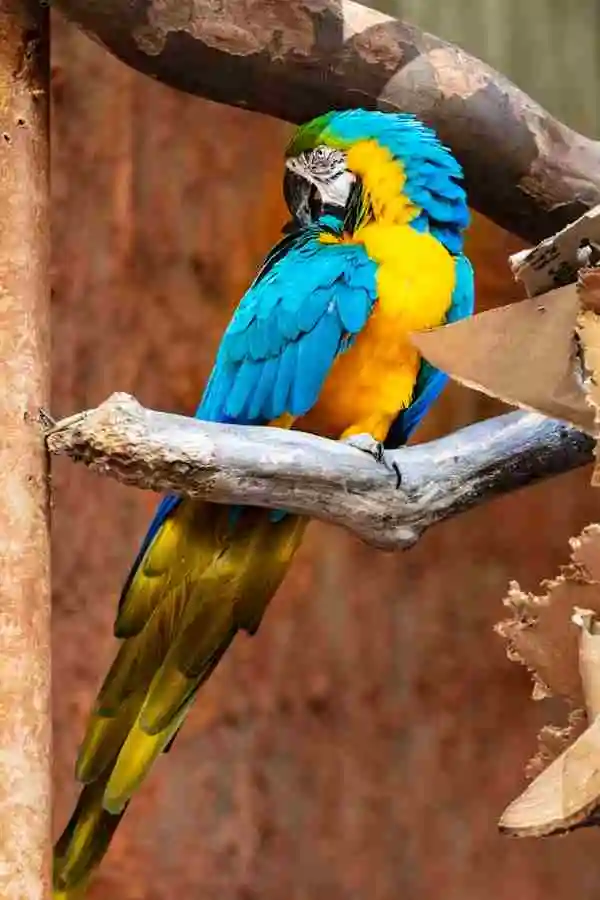 Colorful Parrot
