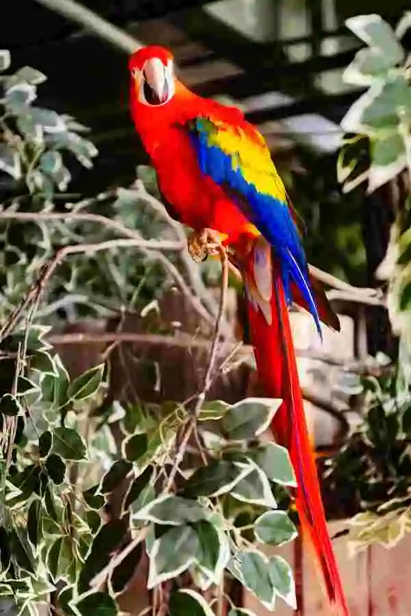 Colorful Parrot