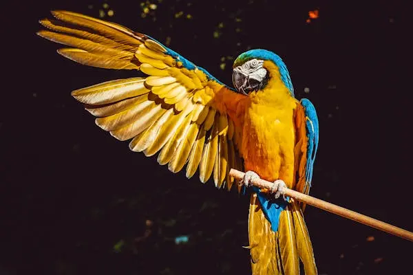 Best Colorful Parrot Guide: Secrets To Their Stunning Beauty