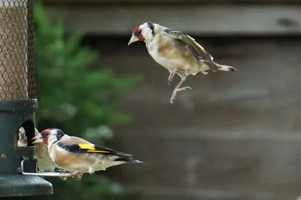 Finch Bird Feeders