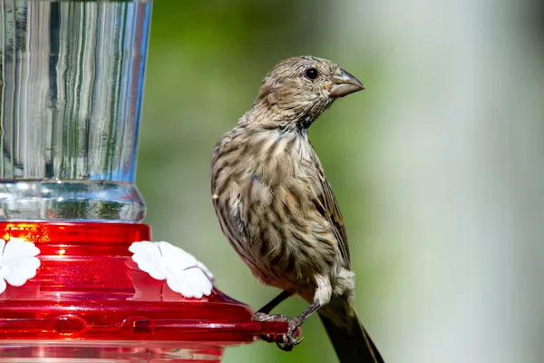 Finch Bird Feeders