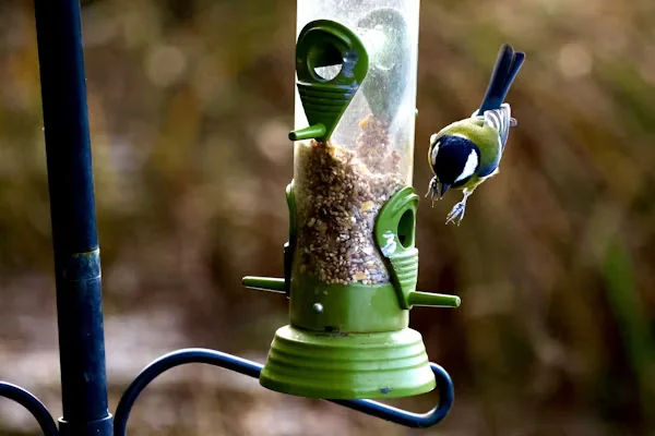 Finch Bird Feeders