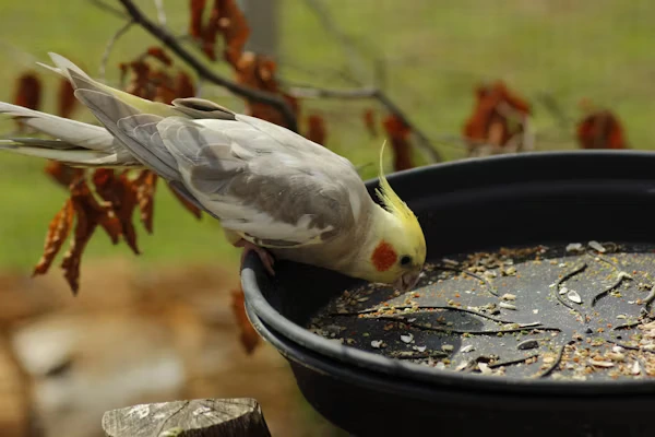Food for Cockatiel bird