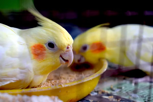 Food for Cockatiel bird
